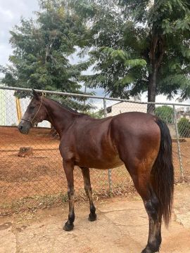 Cavalo mangalarga 