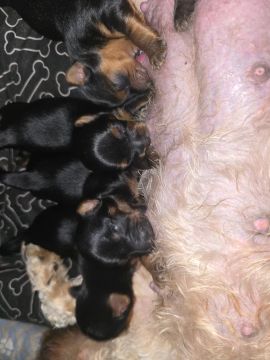 Filhotes de Yorkshire Terrier