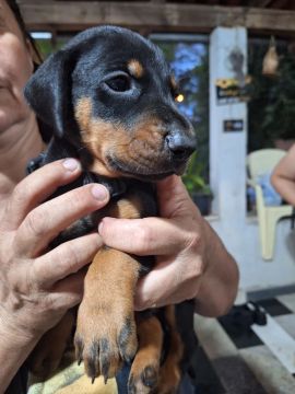 Filhote de Doberman Macho