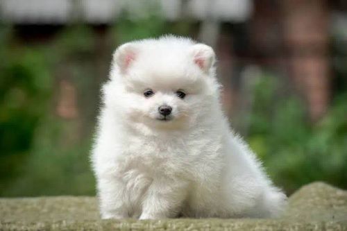 Filhote de Spitz Alemão