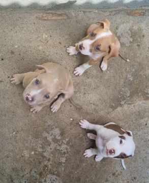 Pitbull 