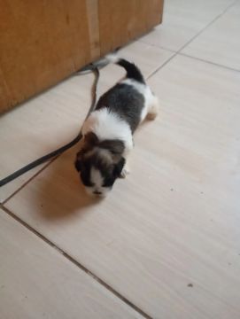 Filhote Shih Tzu