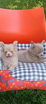 Dois filhotes Chihuahua  machos ,um creme e outro Lilac disponíveis 