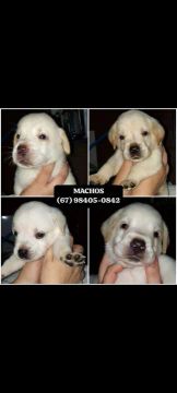 FILHOTE LABRADO