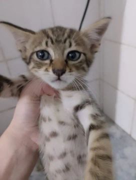 Gatinha Rajada Fofinha para Adoção