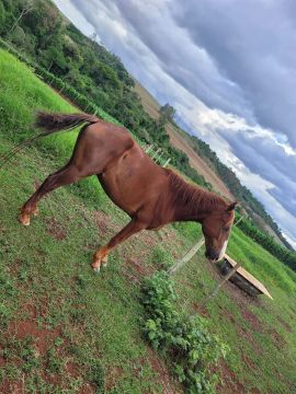 Cavalo Mangalarga a venda