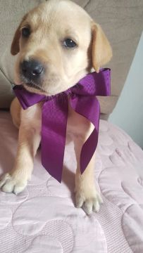 Filhotes labrador a venda 