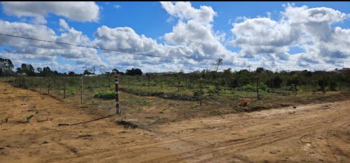 Venda ou troca de Terreno em gado