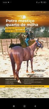 VENDO CAVALO DE VAQUEJADA 