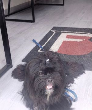 Shih Tzu Fofo Procurando um Lar