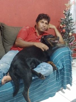 Rottweiler Adulto 
