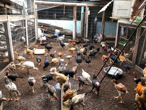 Galinhas  várias raças 