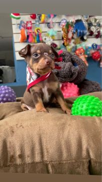 Pinscher miniatura fêmea 