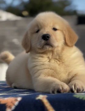 Golden Retriever Amigo Fiel