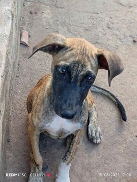 Filhote de cachorro disponível para adoção 4 meses