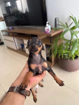 Filhote de Pinscher 0 com 3 meses macho