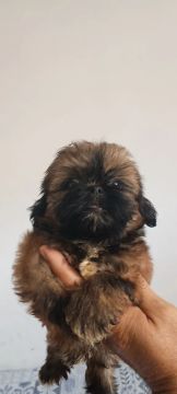 Lindo filhote de shih Tzu disponível 