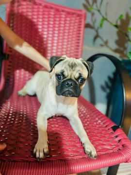 Cachorro Pug Filhote (5 meses) 