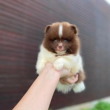 Ursinhos Chocolates Olhos Verdes Lulu da Pomerânia 