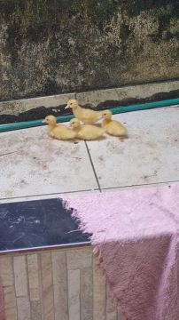 Filhotes Patos Paysandu 