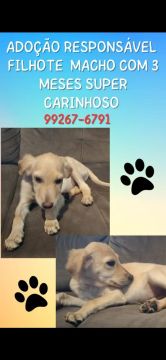 Doação de cachorrinho 