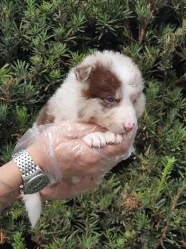 Border Collie blue merle/red merle/preto e branco/chocolate, temos 12 clinicas veterinária