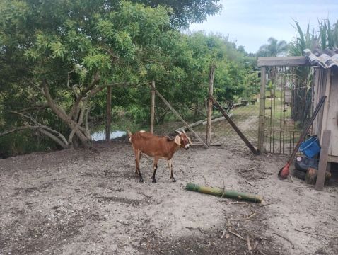 Cabra jovem para venda, estão prenhas