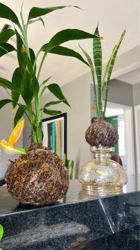Kokedama de bambu da sorte é espada de São Jorge 