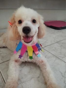 Cachorra Femea Poodle 1 ano vacinação em dia