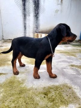 OFERTA - FILHOTE DE ROTTWEILER PURO (fêmea) Vacina inclusa