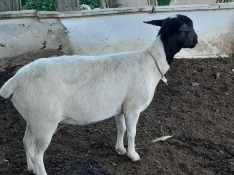 Matriz Dorper a venda filha de carneiro Registrado