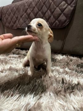 Chihuahua macho - Lindo e Carinhoso
