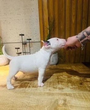 Filhote de Bull terrier lindo com ótima linhagem 