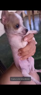Macho pinscher 
