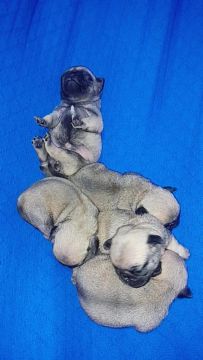 PUG FÊMEA E  MACHO 