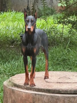 Dobermann pedigree Sobraci
