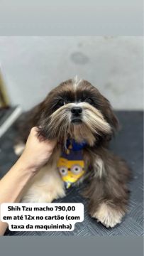 Bebês shihtzu disponíveis várias idades 