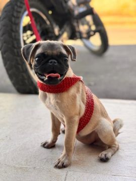 Filhote Pug disponível para adoção