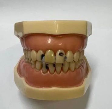 Manequim Odontológico para estudante 