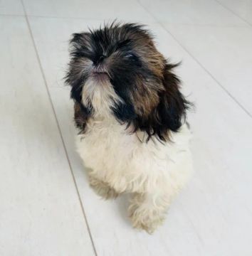 Shih-tzu a venda 
