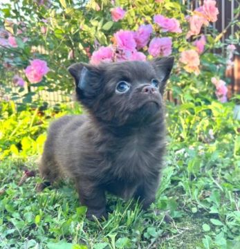 Chihuahua Fêmea Micro - Exclusiva, Delicada e com Cores Raras!