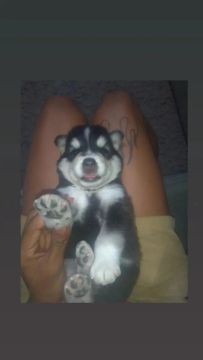 Filhote Husky Siberiano