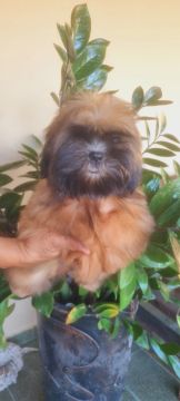 Filhote Shih Tzu