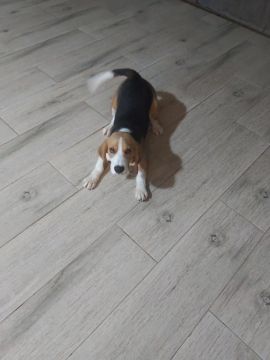 Filhote de Beagle com pedigree