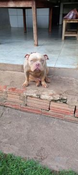 Cães American Bully, 01 ANO de idade.