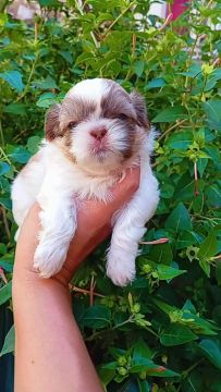 Filhote Shih Tzu
