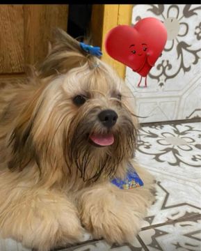 Filhote Shih Tzu