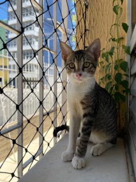 Gato para adoção
