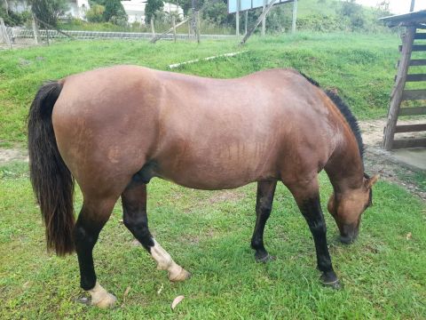 Vendo cavalo criolo Bagual manso Pelagem gateado 