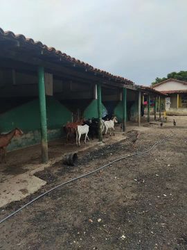 Cabras para venda